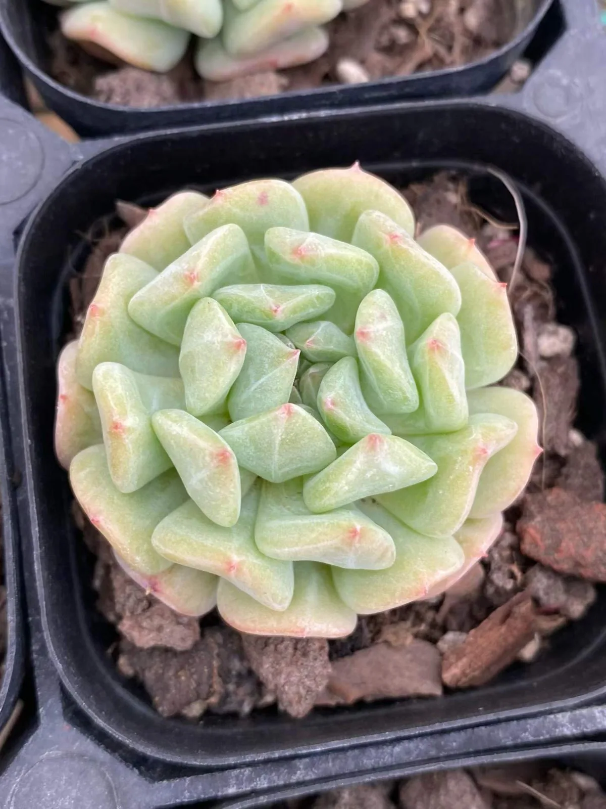 Rock Candy Mint Single (冰糖薄荷单头) succulent — wholesale bare-root export, SouthQuest Farm