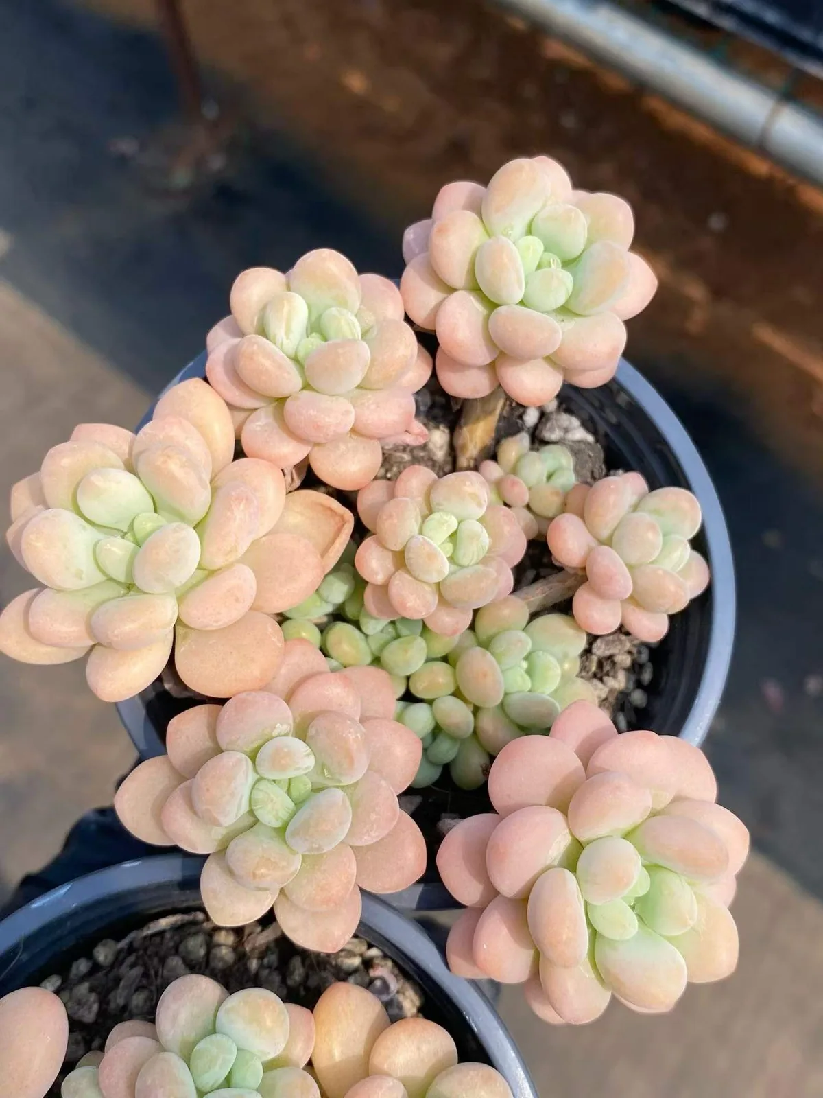 Rococo Cluster (洛可可群) succulent — wholesale bare-root export, SouthQuest Farm