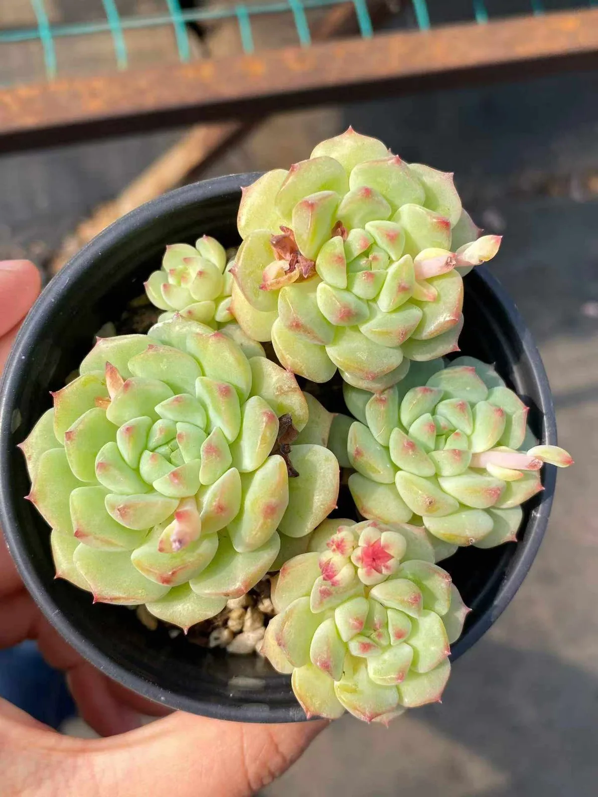 Rose Lotus (Short Stem) (小桩桩玫瑰莲) succulent — wholesale bare-root export, SouthQuest Farm