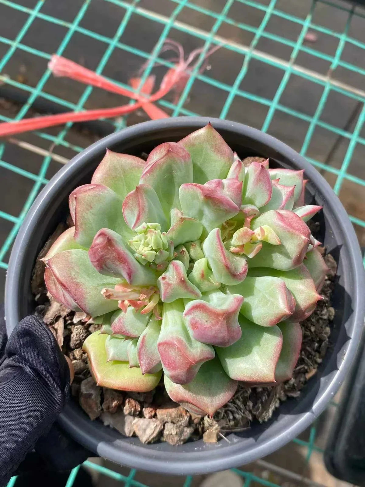 Rouge Lips (点绛唇) succulent — wholesale bare-root export, SouthQuest Farm