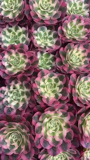 Aeonium 'Rouge and Powder' Plug Tray (胭脂水粉穴盘) succulent — wholesale bare-root export from Yunnan, China