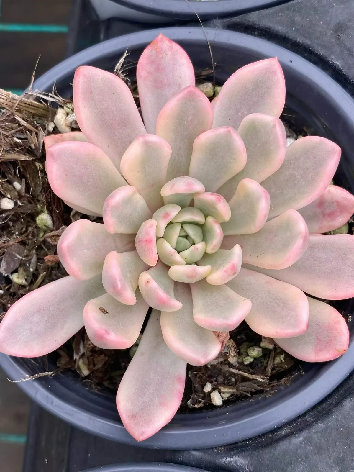 Ruby Variegated (Red Form) (红宝石锦红体) succulent — wholesale bare-root export, SouthQuest Farm