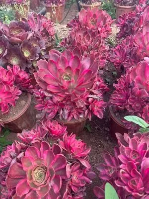 Aeonium 'Ruyi' (如意) succulent — wholesale bare-root export from Yunnan, China