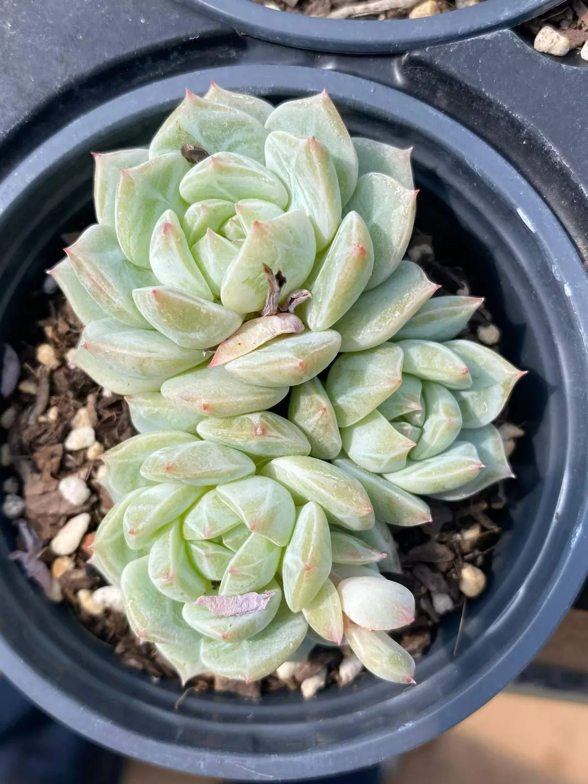 Sea Salt Mint Cluster (海盐薄荷群) succulent — wholesale bare-root export, SouthQuest Farm