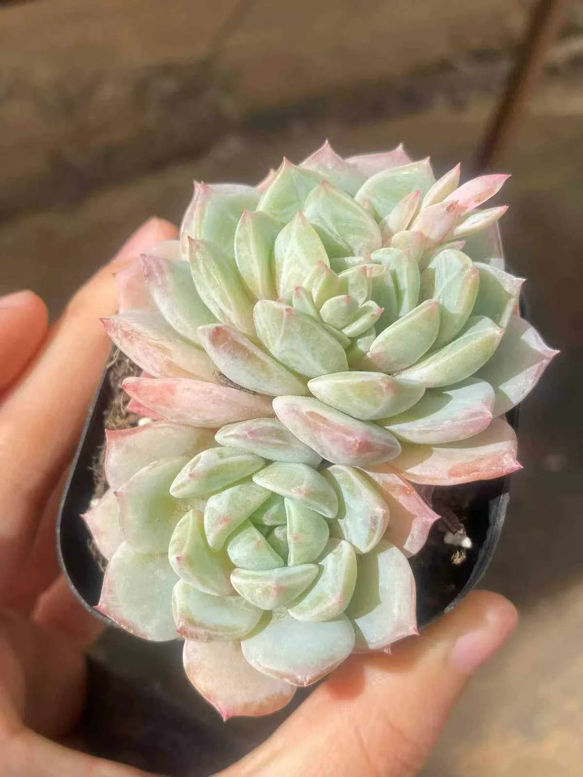 Sea Salt Mint Twin-head (海盐薄荷双头) succulent — wholesale bare-root export, SouthQuest Farm