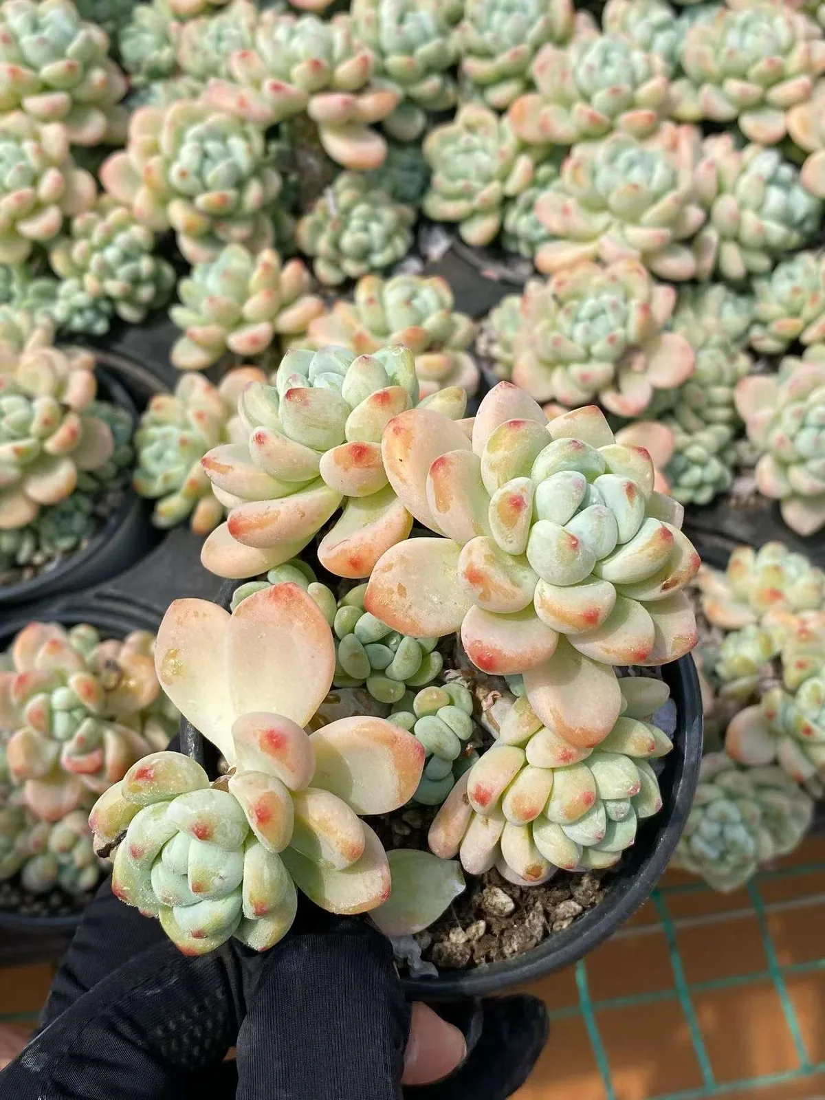 Sedum clavatum 'Raul' (劳尔) succulent — wholesale bare-root export, SouthQuest Farm