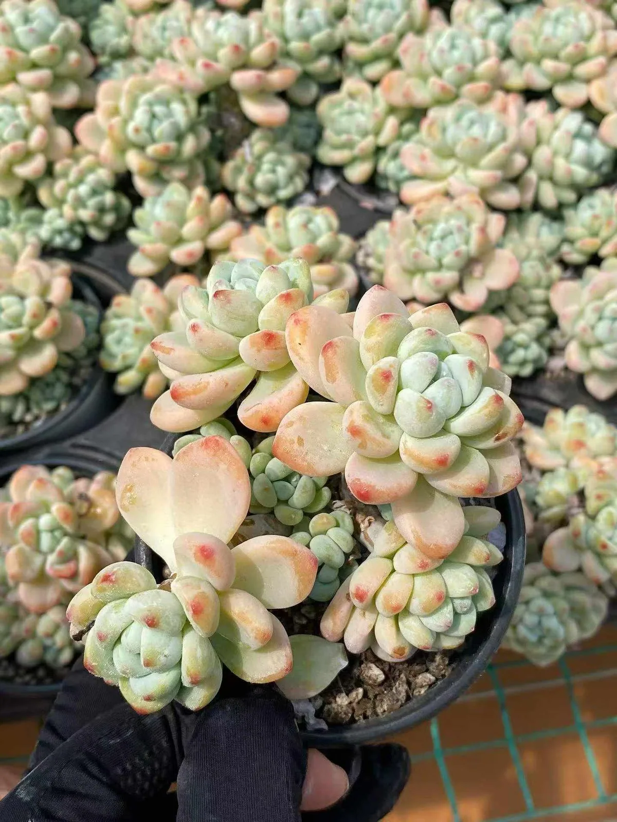 Sedum clavatum 'Raul' (劳尔) succulent — wholesale bare-root export from Yunnan, China (1 of 6)