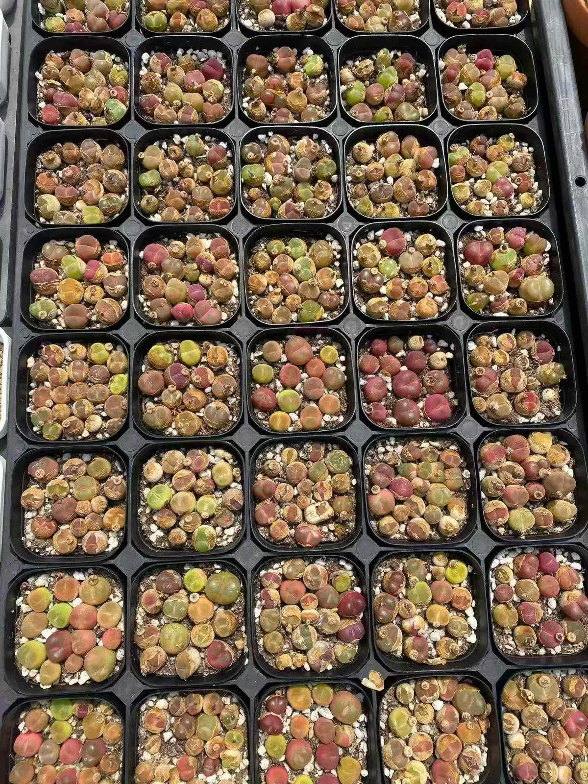Sedum hernandezii Combo (毛汉尼组合) succulent — wholesale bare-root export, SouthQuest Farm