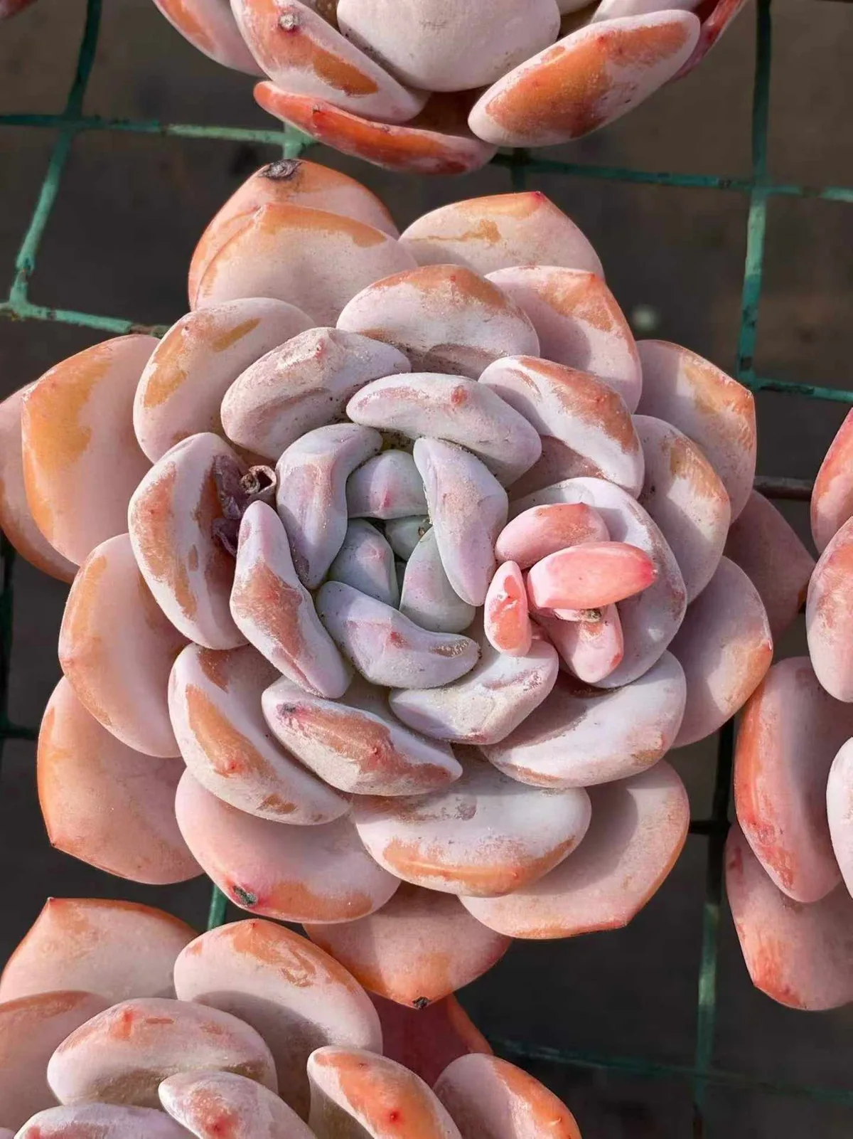 Shirley (雪莉) succulent — wholesale bare-root export, SouthQuest Farm