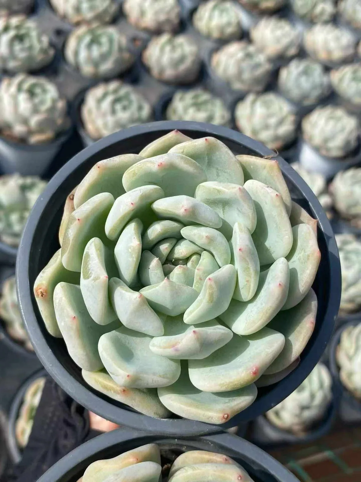 Slender Feather (芊羽) succulent — wholesale bare-root export, SouthQuest Farm