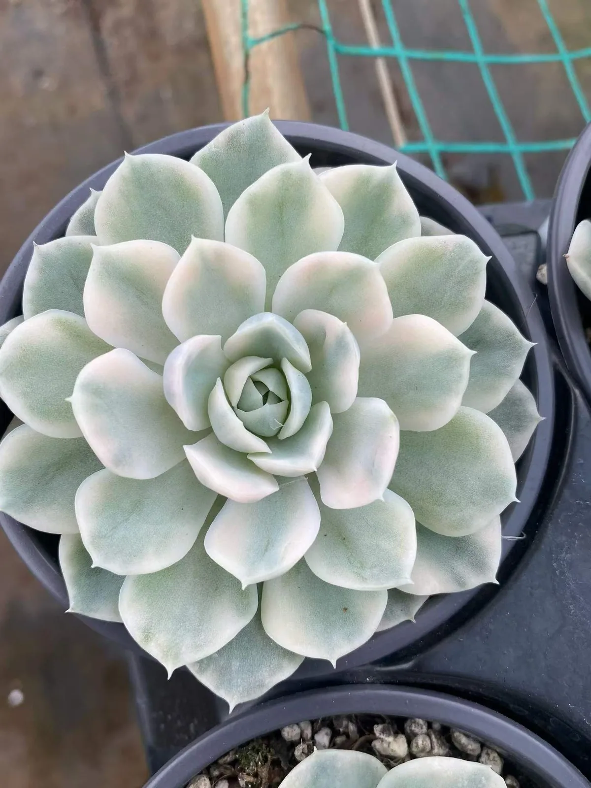 Snowball Variegated (雪球锦) succulent — wholesale bare-root export, SouthQuest Farm
