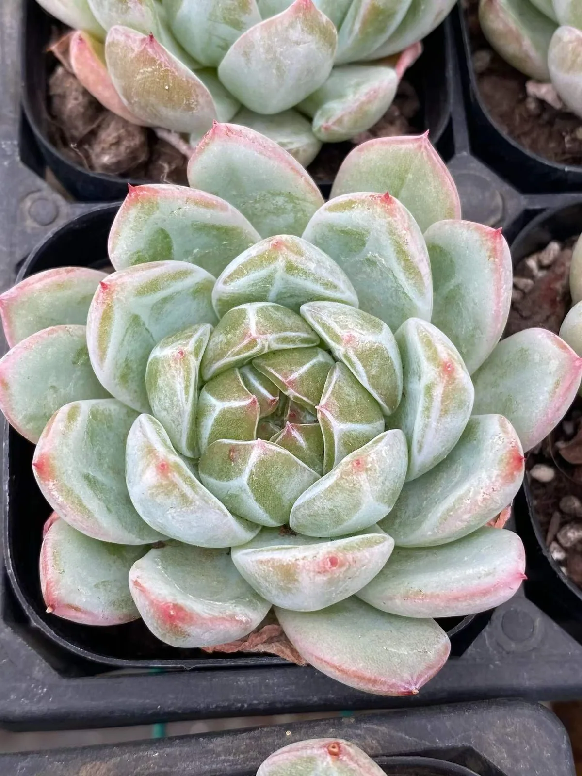 Snowflake Jenny (雪花珍妮) succulent — wholesale bare-root export, SouthQuest Farm