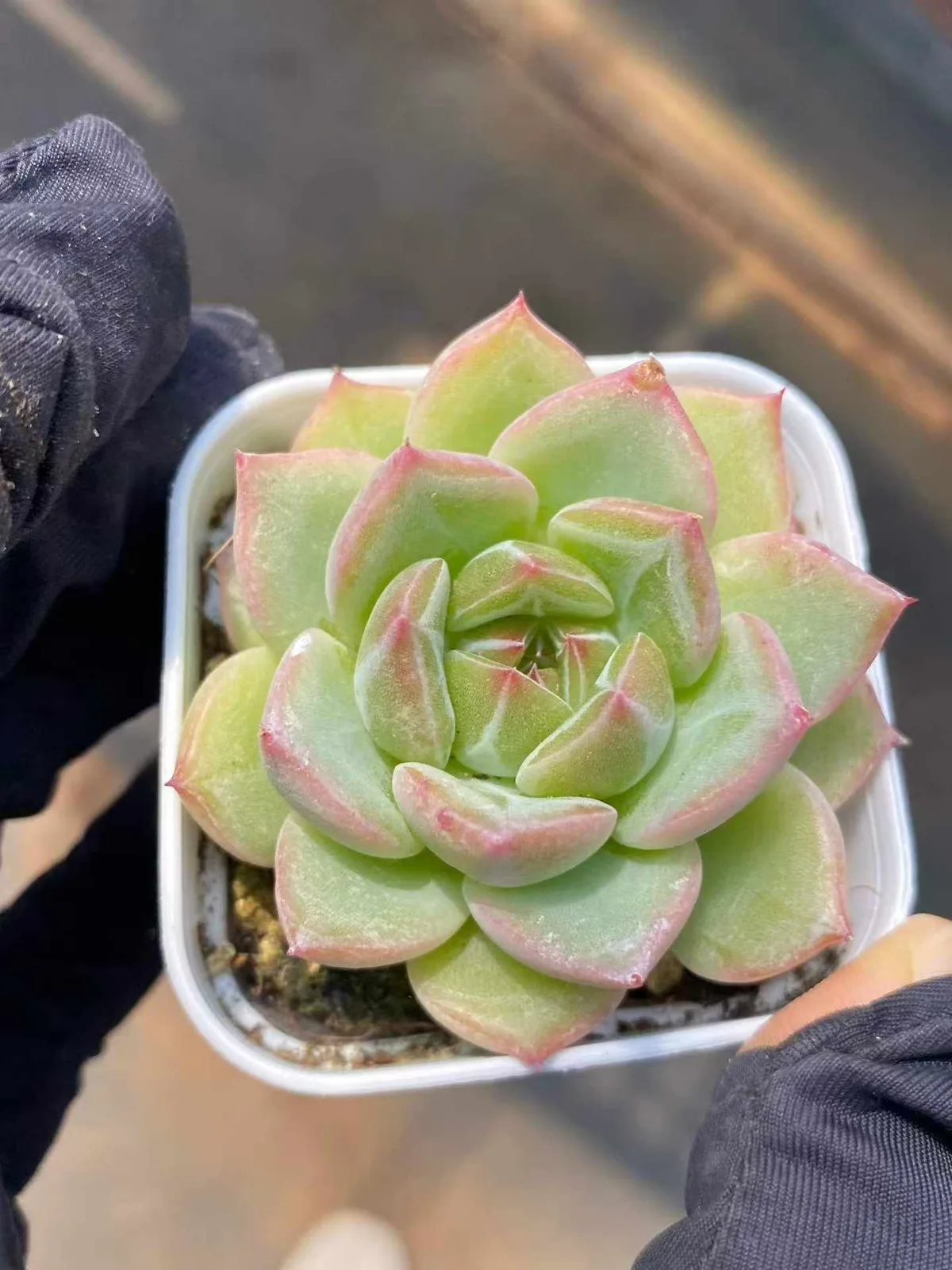 Snowflake Jenny sp. (雪花珍妮sp) succulent — wholesale bare-root export, SouthQuest Farm