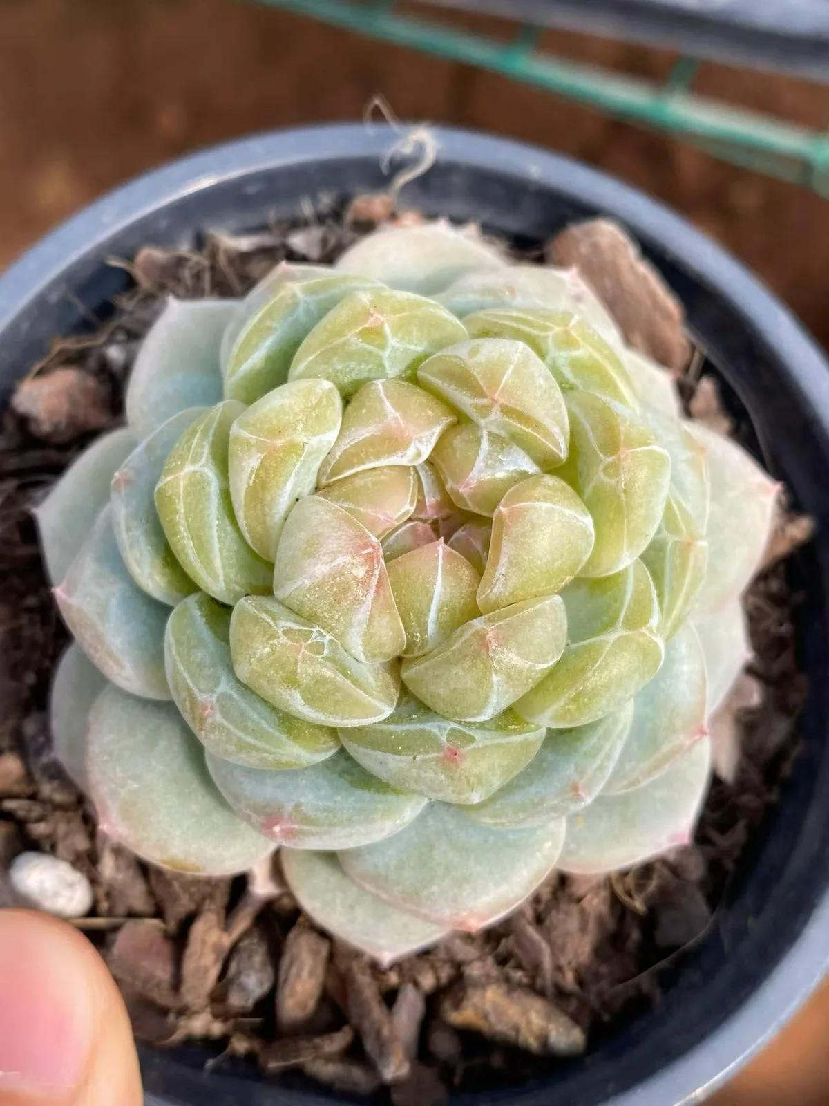 Spring Garden (沁园春) succulent — wholesale bare-root export, SouthQuest Farm