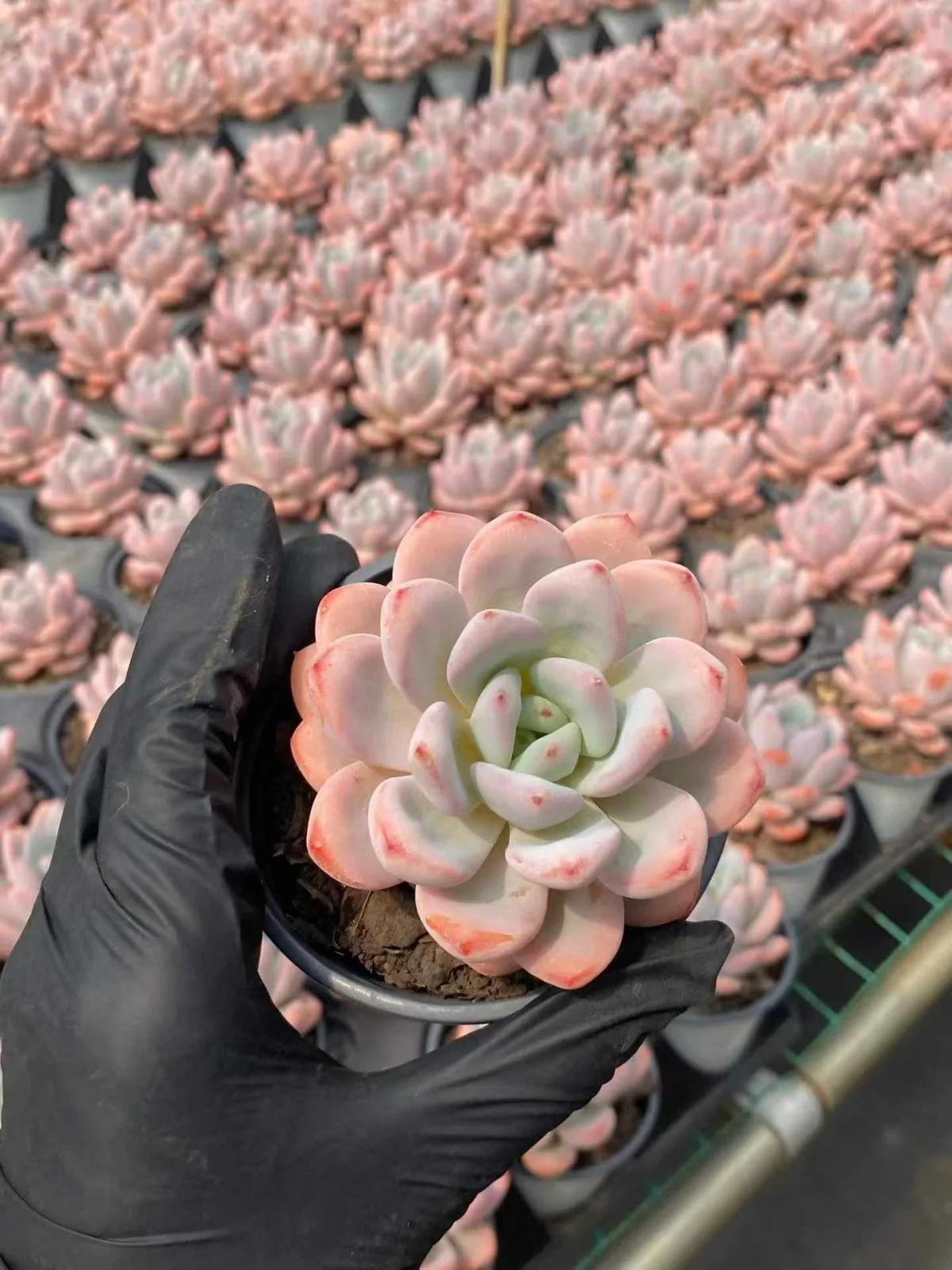 Starry Snow Single (星星雪单头) succulent — wholesale bare-root export, SouthQuest Farm