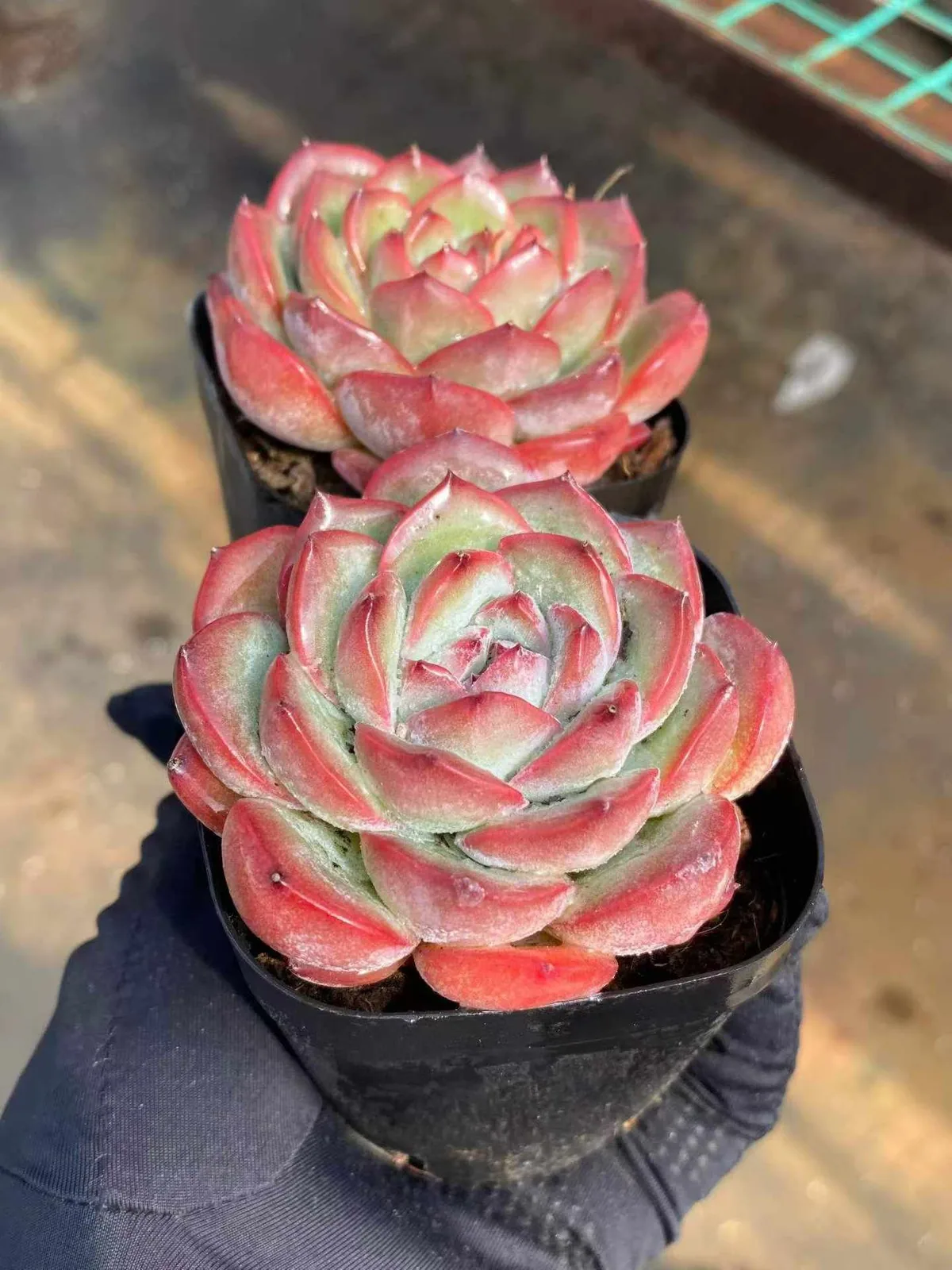 Strawberry Almond (草莓杏仁) succulent — wholesale bare-root export, SouthQuest Farm