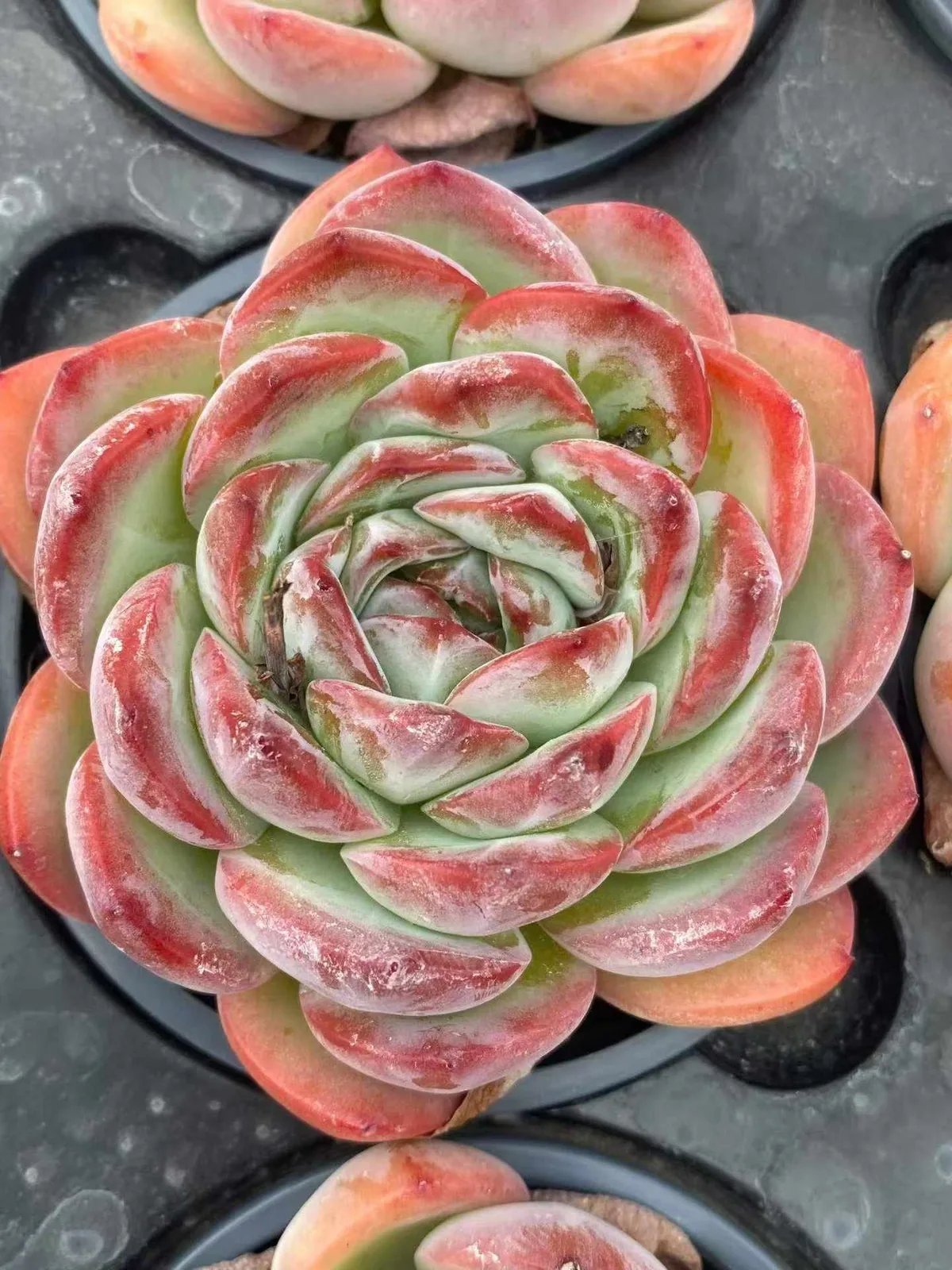 Strawberry Almond Single (草莓杏仁单头) succulent — wholesale bare-root export, SouthQuest Farm