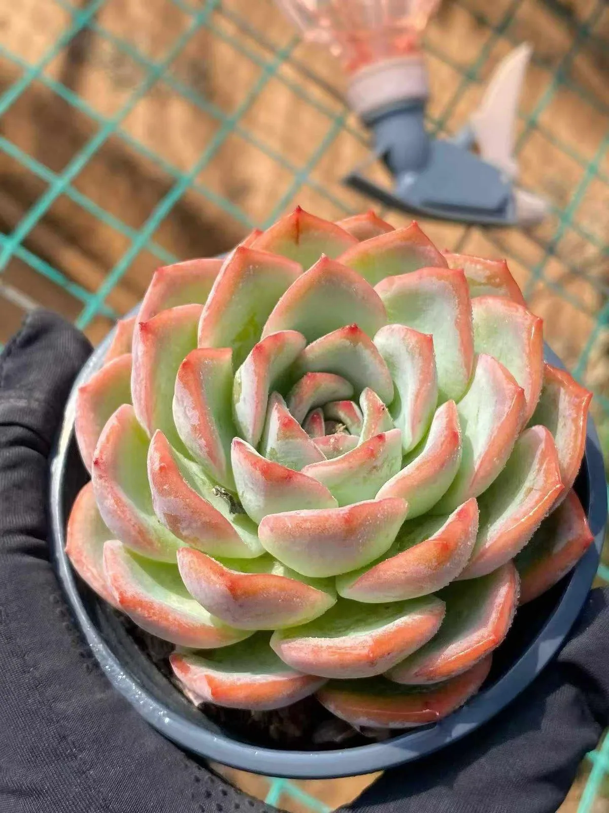 Strawberry Candy Single (草莓糖单头) succulent — wholesale bare-root export, SouthQuest Farm