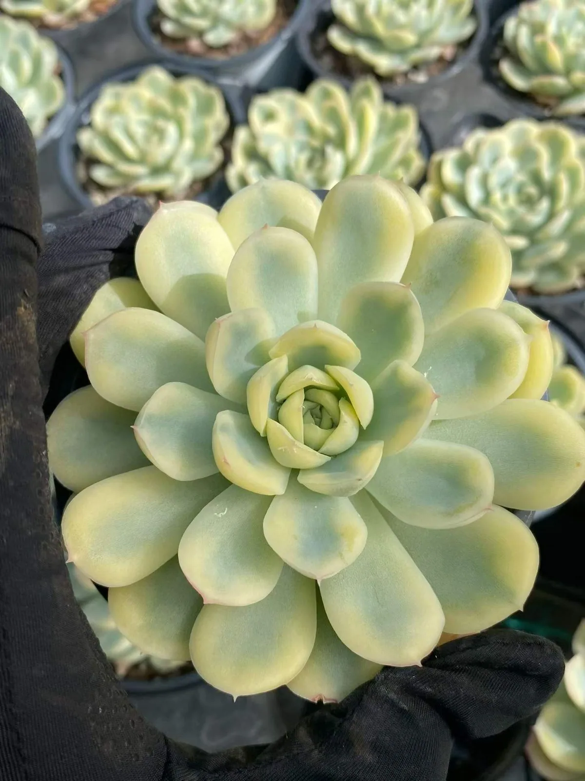 Strawberry Ice Variegated (草莓冰锦) succulent — wholesale bare-root export, SouthQuest Farm
