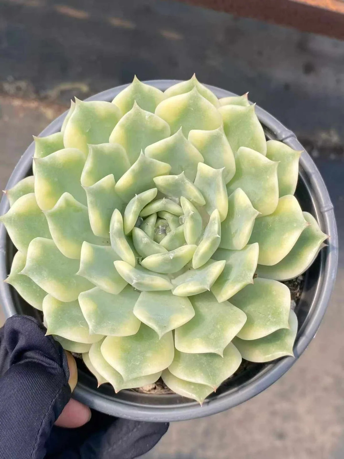 Ten Autumns Variegated (十秋锦) succulent — wholesale bare-root export, SouthQuest Farm