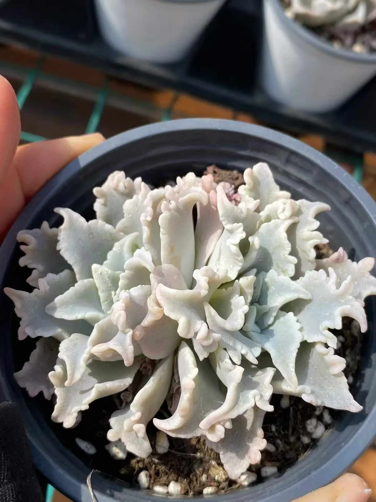 Thousand-layer Snow Twin-head (千层雪双头) succulent — wholesale bare-root export, SouthQuest Farm