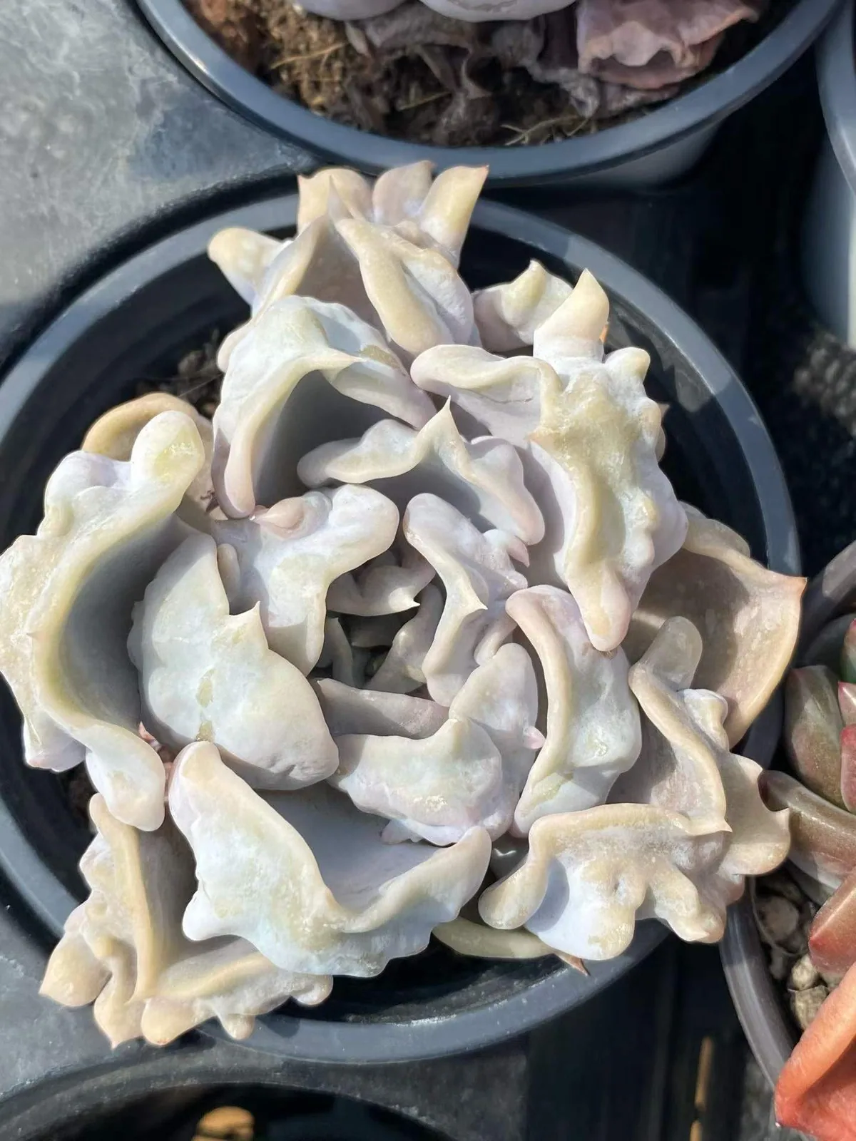 Thriller Pearl (惊悚珍珠) succulent — wholesale bare-root export, SouthQuest Farm