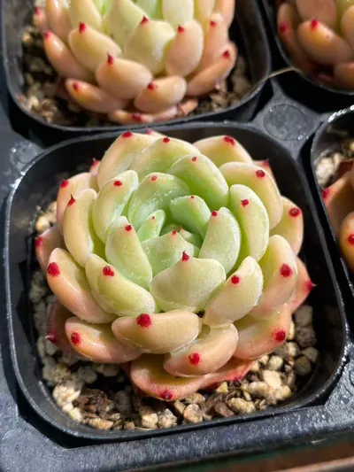 Ace — wholesale Echeveria from Yunnan, China