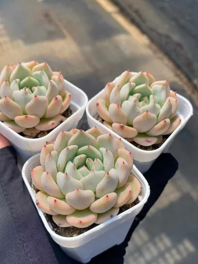 Echeveria Ace succulent — wholesale export from Yunnan, China