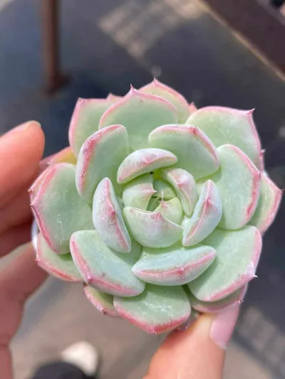 Echeveria Aegean Sea succulent — wholesale export from Yunnan, China