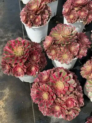 Aeonium Aeonium 'Candy Heart' Variegated succulent — wholesale export from Yunnan, China