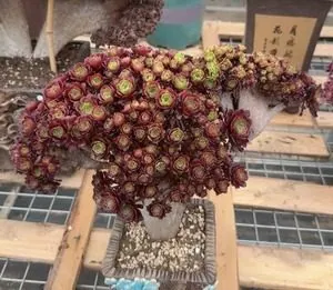 Aeonium, Crested Form No.1 — wholesale Aeonium from Yunnan, China