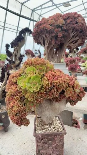 Aeonium, Crested Form No.10 — wholesale Aeonium from Yunnan, China