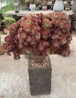 Aeonium, Crested Form No.11 — wholesale Aeonium from Yunnan, China