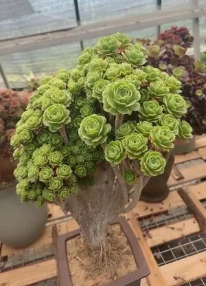 Aeonium, Crested Form No.12 — wholesale Aeonium from Yunnan, China