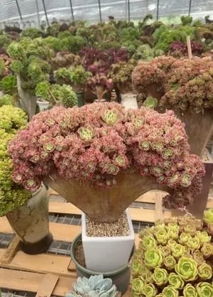 Aeonium, Crested Form No.14 — wholesale Aeonium from Yunnan, China