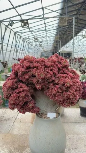 Aeonium, Crested Form No.3 — wholesale Aeonium from Yunnan, China