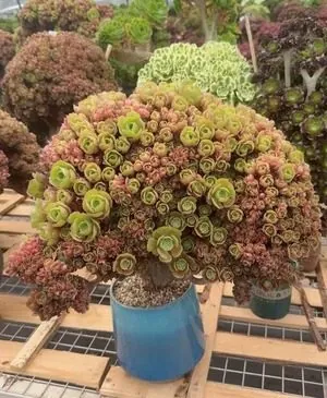 Aeonium, Crested Form No.4 — wholesale Aeonium from Yunnan, China