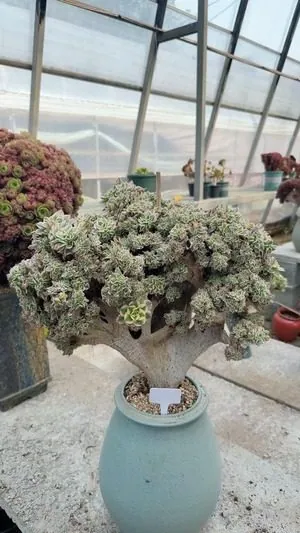 Aeonium, Crested Form No.5 — wholesale Aeonium from Yunnan, China