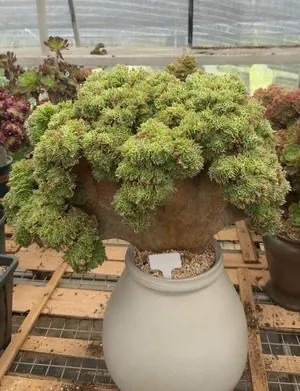Aeonium, Crested Form No.6 — wholesale Aeonium from Yunnan, China