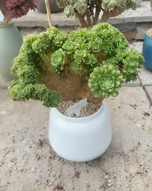 Aeonium, Crested Form No.7 — wholesale Aeonium from Yunnan, China