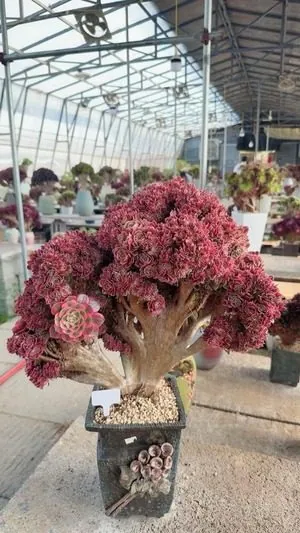 Aeonium, Crested Form No.8 — wholesale Aeonium from Yunnan, China