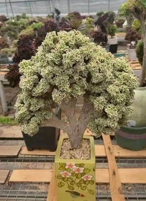 Aeonium, Crested Form No.9 — wholesale Aeonium from Yunnan, China