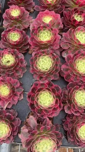 Aeonium Aeonium 'Mirror Flower Moon' succulent — wholesale export from Yunnan, China