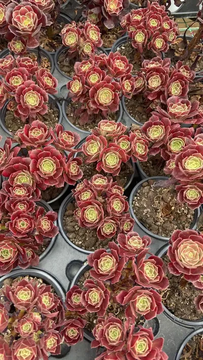 Aeonium Small Cluster — wholesale Aeonium from Yunnan, China