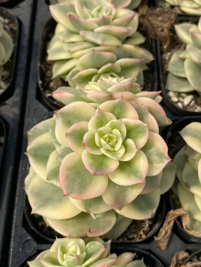 Aeonium 'Wax Peony' Variegated — photo 2 of 6