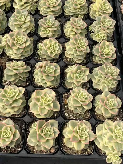 Aeonium 'Wax Peony' Variegated — photo 3 of 6
