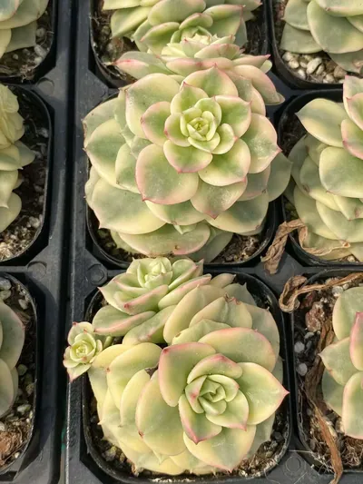 Aeonium 'Wax Peony' Variegated — photo 4 of 6
