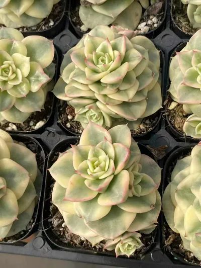 Aeonium 'Wax Peony' Variegated — photo 5 of 6