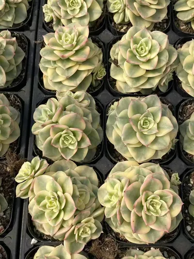 Aeonium 'Wax Peony' Variegated — photo 6 of 6