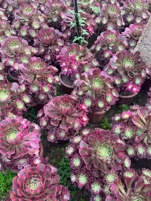 Aeonium Aeonium 'Clear Moon' succulent — wholesale export from Yunnan, China
